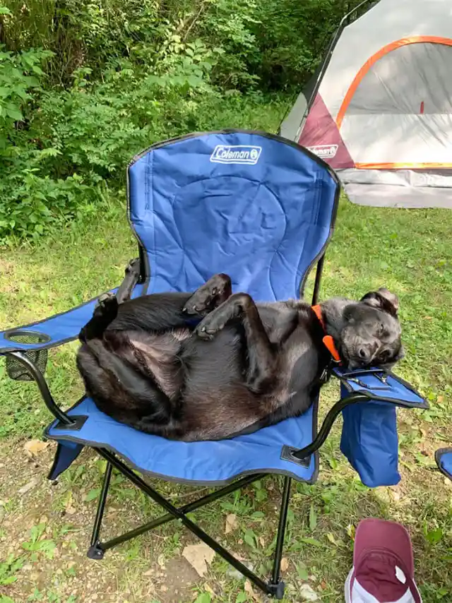 Paws and Relaxation