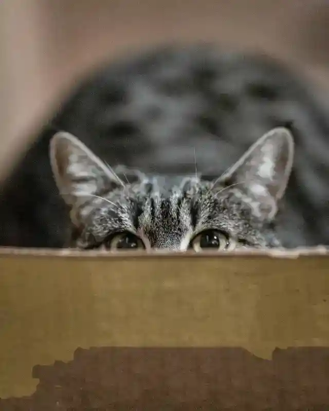 猫はなぜかくれんぼをするのか