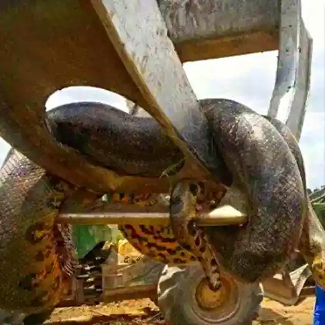 しかし、彼らはそれで何をしたのでしょうか?