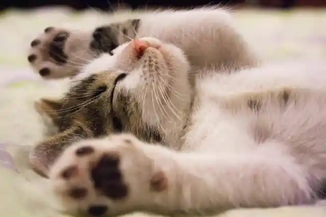How Cats Soothe Themselves
