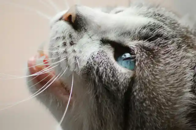 Why Cats Purr