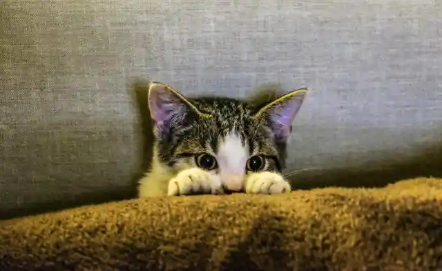 Tiny But Mighty: Pocket-Sized Cats