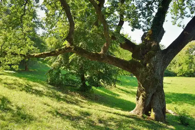 Neighbor Still Cuts Down Elderly Woman's Tree Despite Warning