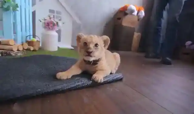 Beginning of the Story