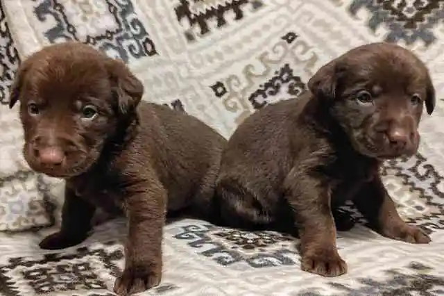 解き明かされた遺伝の謎