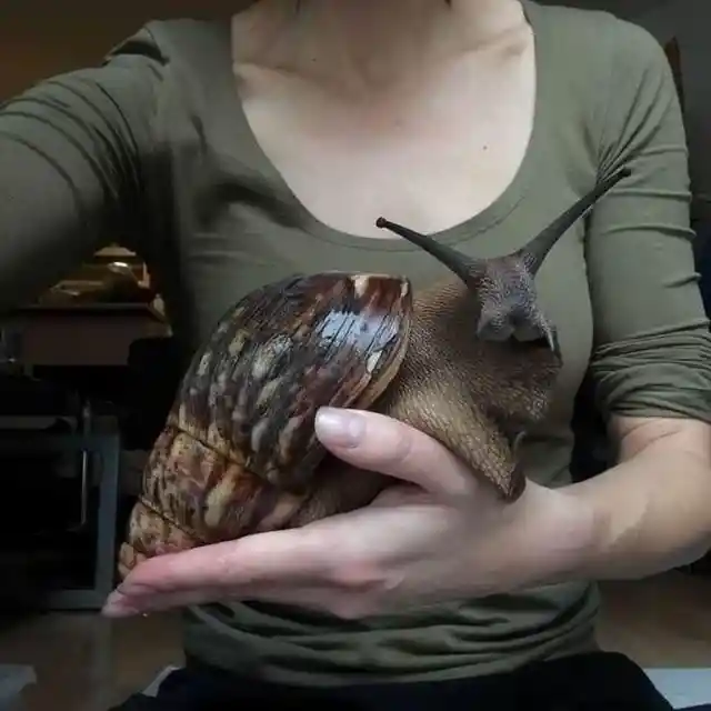 A Giant African Land Snail