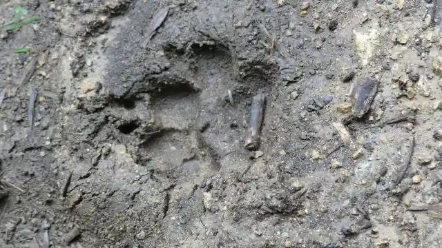 The Muddy Paw Print 