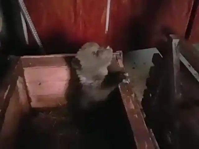 New Pet