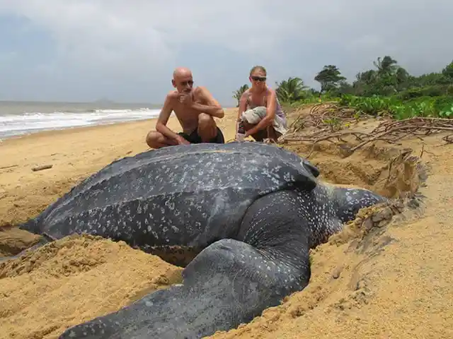 Leatherback Turtles