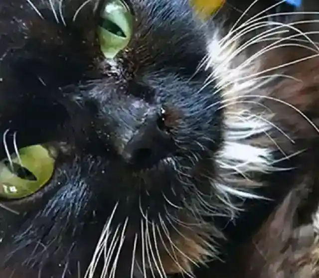 Searching For the Cat