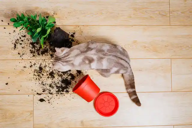 Why Cats Knock Things Off The Table