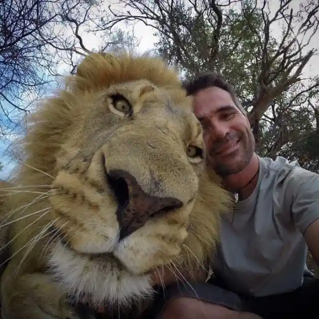 A Lion's Head vs. a Human