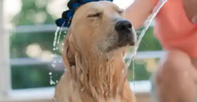 When Max Lost His Appetite