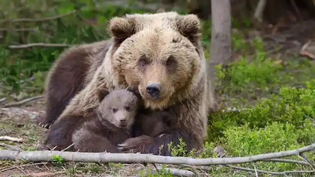 Bear Walks Down Highway Every Day Until Mom Follows Her And Discovers Secret Danger In The Forest