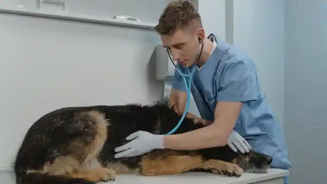 Compassionate Vet