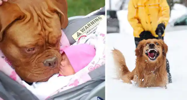 40 Pets and Their Adorable Reactions to Experiencing Things for the First Time