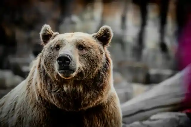 A Bear Entered A New Jersey Hospital — What The Nurse Discovered Brought Her To Tears