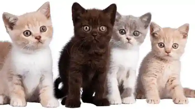 まだ小さすぎる