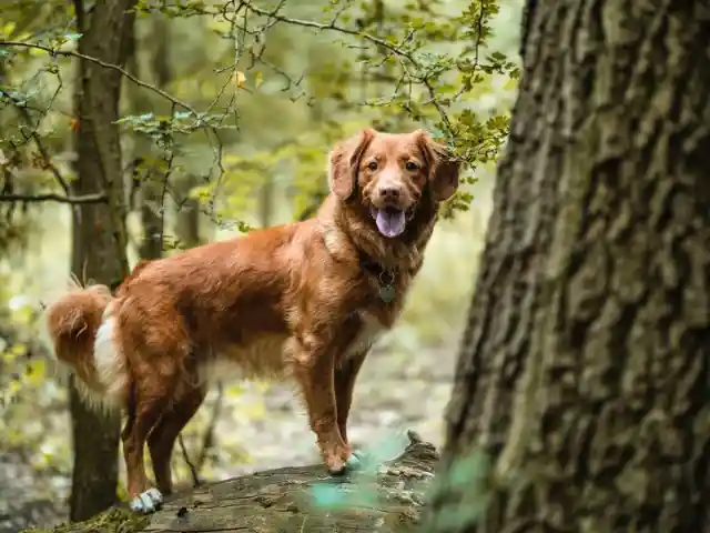 Why Your Dog Runs After His Own Tail, Explained