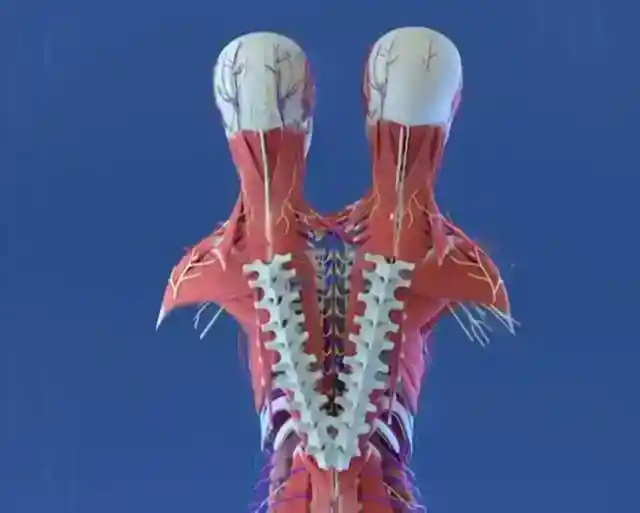 They Have Different Hearts, Stomachs And Spinal Cords