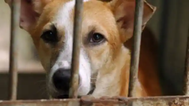 Eleven Adoptions And Returns