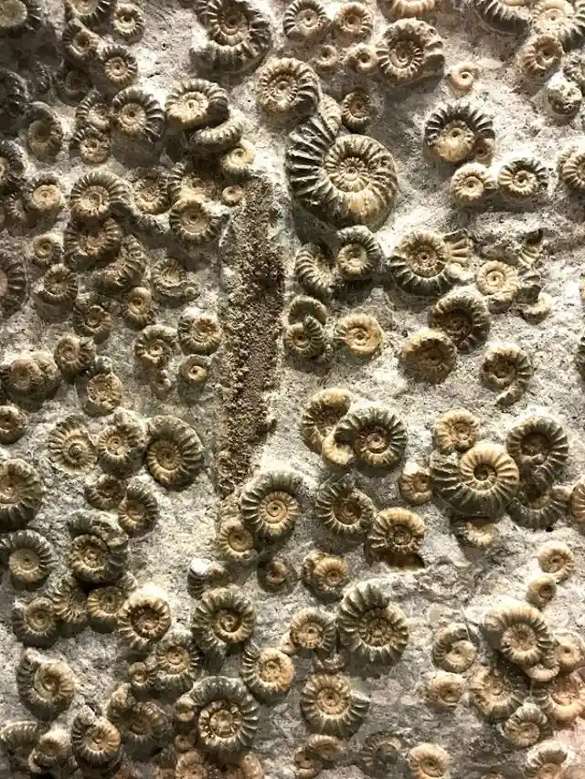 4 Things You Might Not Know About Fossils