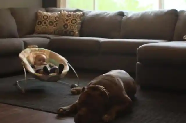 Maybe A Dog’s Sixth Sense?