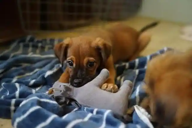 Get Stuffed Animals Out of the Attic!