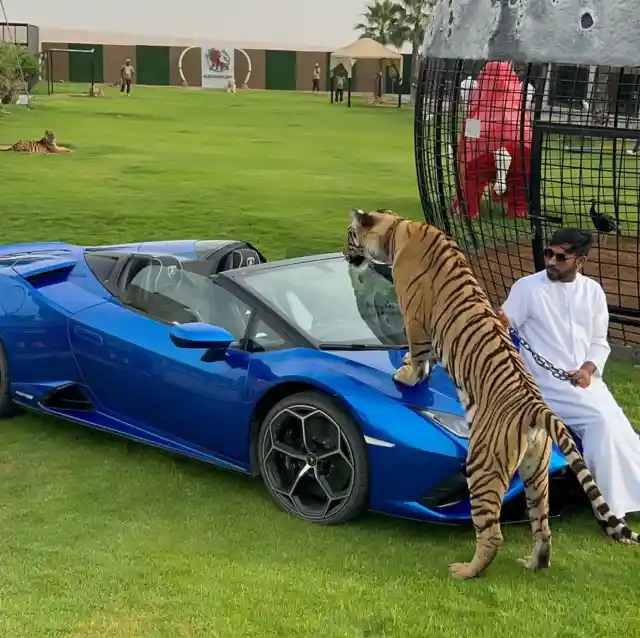 Exotic Pets As Status Symbols