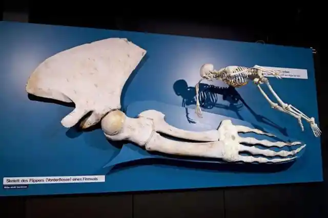 The Human Skeleton Looks Tiny Next to a Whale Fin