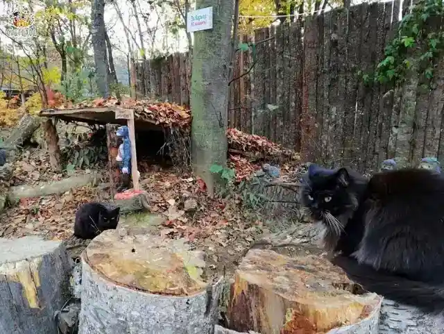 Musya Was Missing, Again!