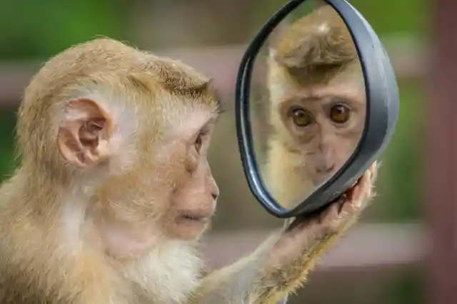 Melbourne Zoo Uses Mirrors to Study Animal Responses