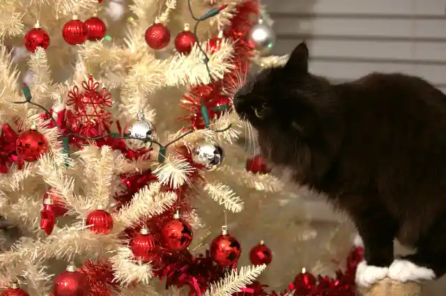 Why Do Cats Chew On Plastic?