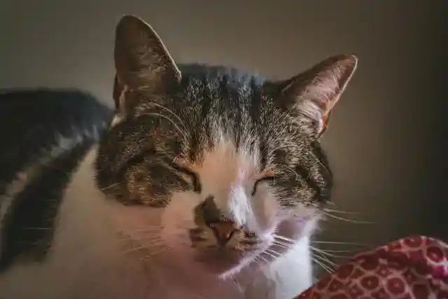 猫がイライラしているとき