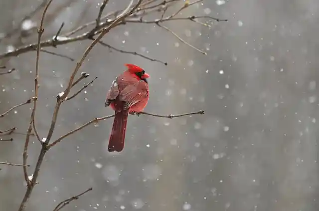 How Nationwide Bird Maps Can Assist in Keeping our Wildlife Diverse