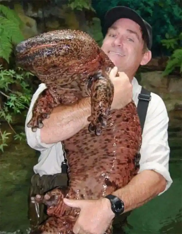 The Biggest Salamander and Amphibian on Earth