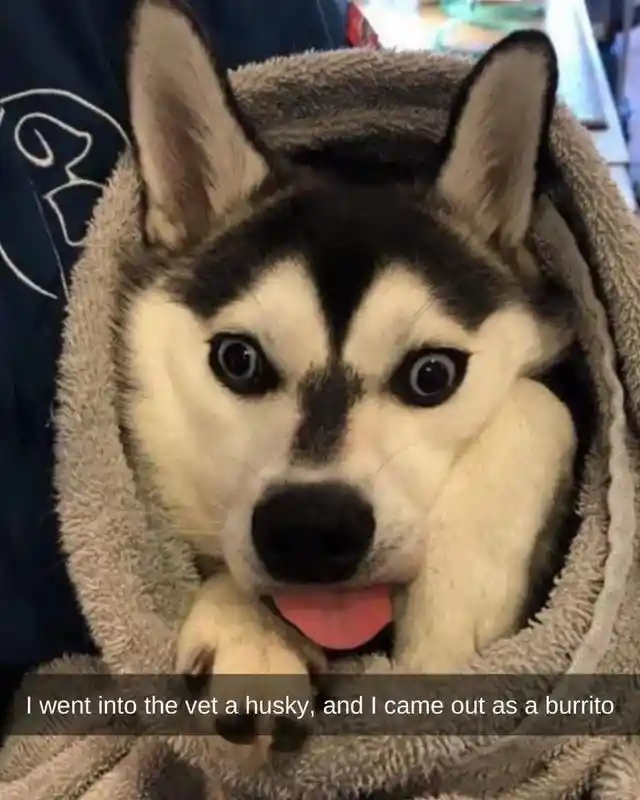 A Confused Husky