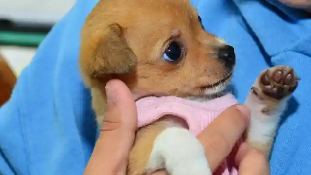 An Adorable, Friendly Pup