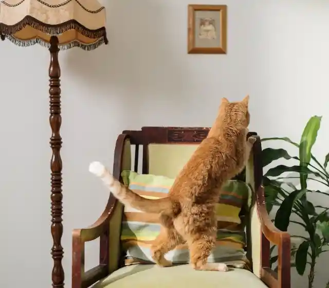 One Last Try