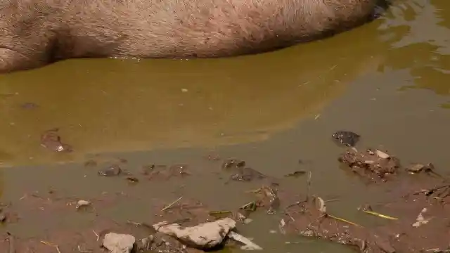 Through The Muddy Bank