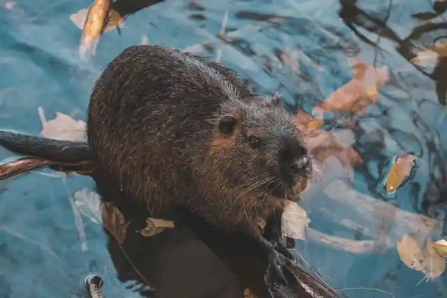 How Beavers Can Help Us Fight The Climate Crisis