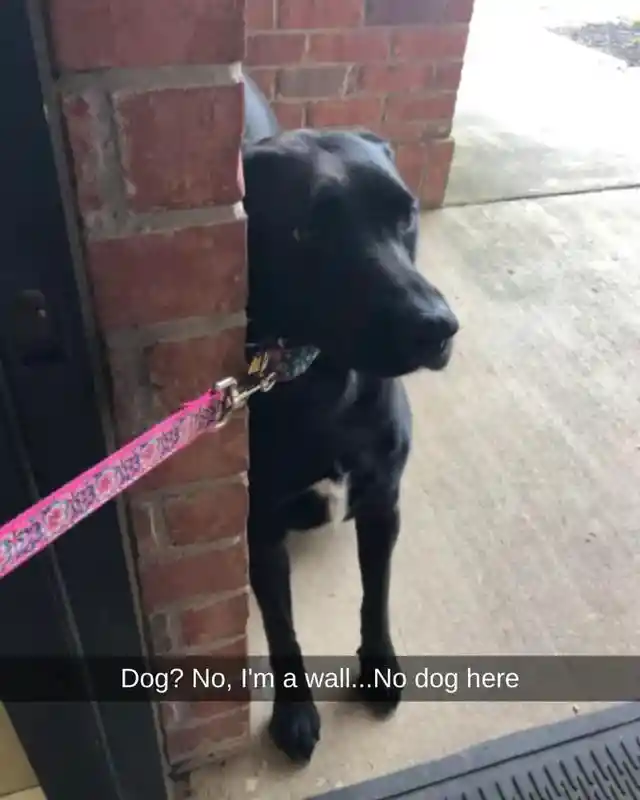 No Dog Here – Just a Wall