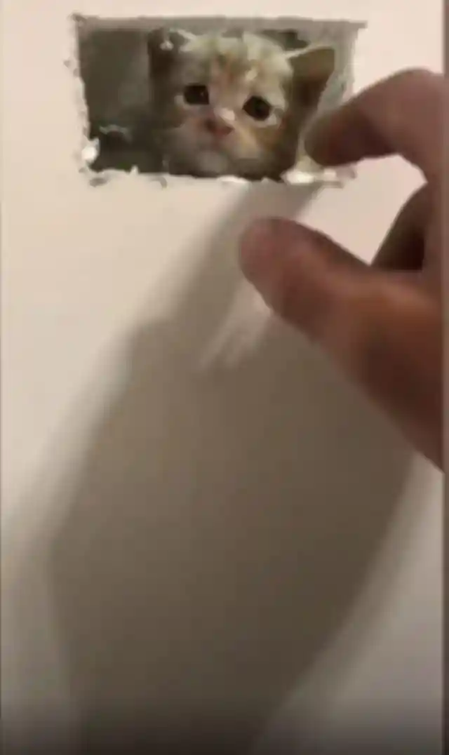 How Much Space Would He Need?