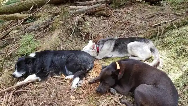 Annette and Her Three Dogs: A Story of Their Unbelievable Disappearance