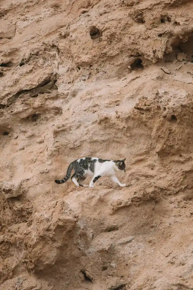 Why Cats Withdraw