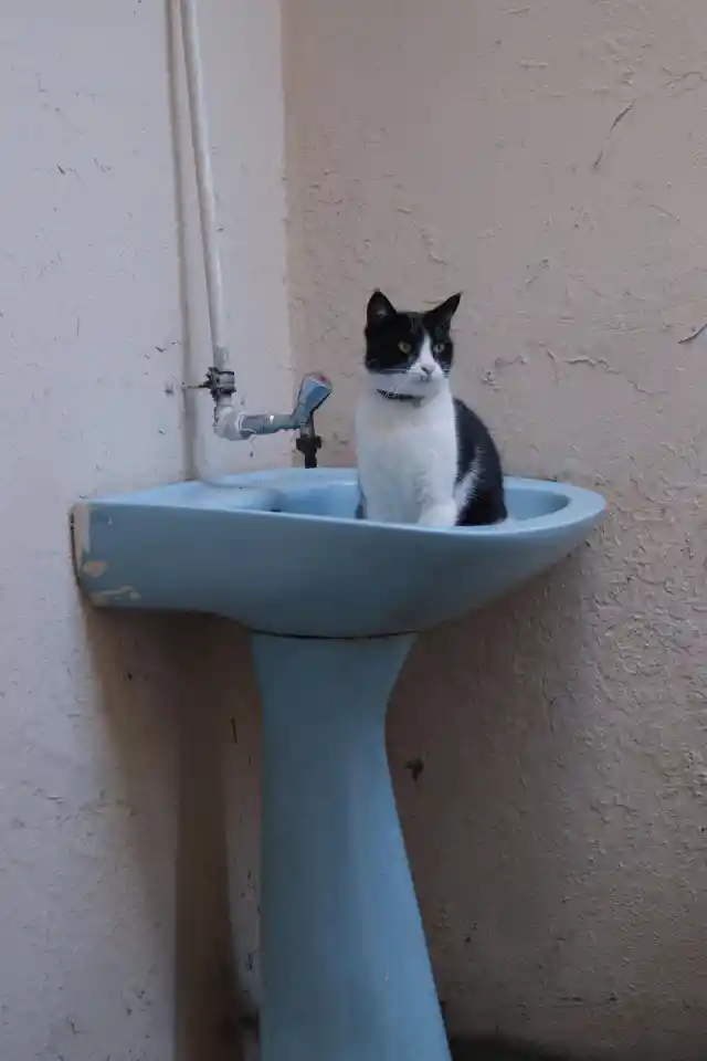 Why Cats Love Sleeping In Sinks