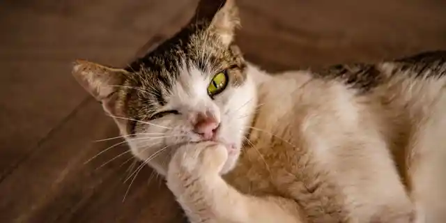 Why Does Your Cat Bite Its Nails?