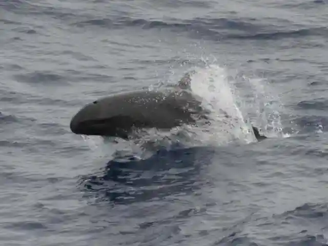 ウォルフィンズ