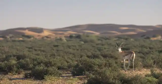 Al Marmoom Desert Conservation Reserve
