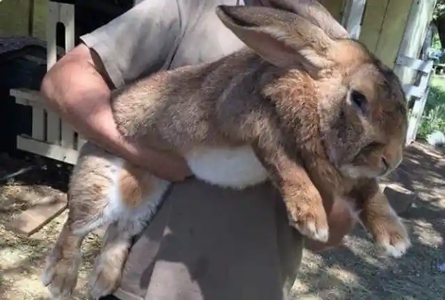 Giant Bunny